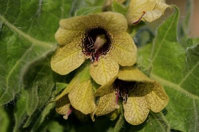 Hyoscyamus niger