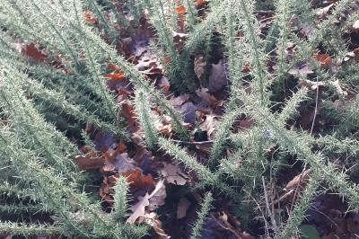 Ulex europaeus