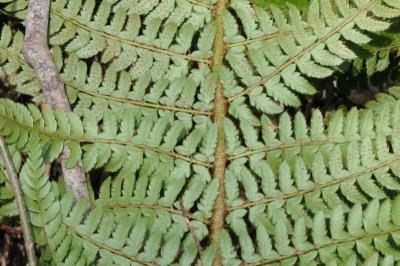 Dryopteris filix-mas