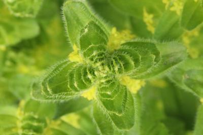 Cruciata laevipes