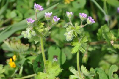 Geranium molle
