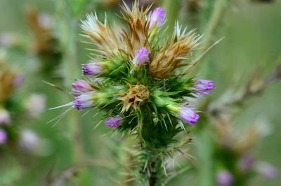 Carduus tenuiflorus
