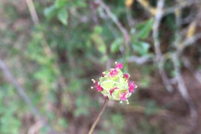 Poterium sanguisorba