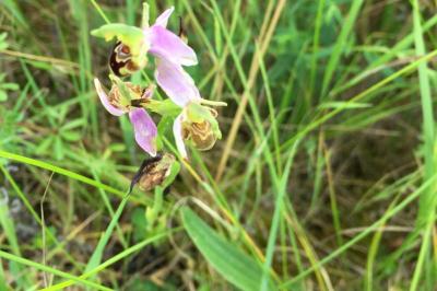 Ophrys apifera