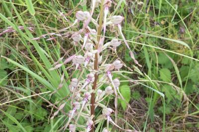 Himantoglossum hircinum