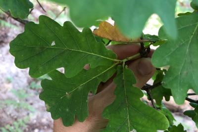 Quercus robur
