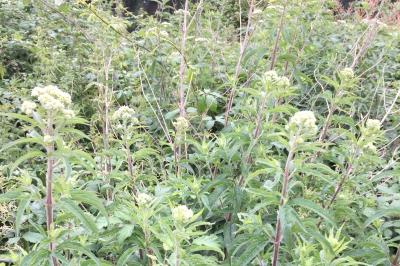 Eupatorium cannabinum