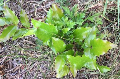 Berberis aquifolium
