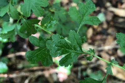 Crataegus monogyna