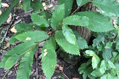 Castanea sativa