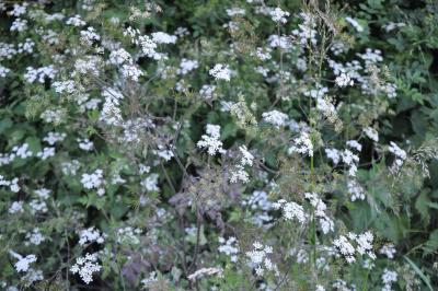 Anthriscus sylvestris