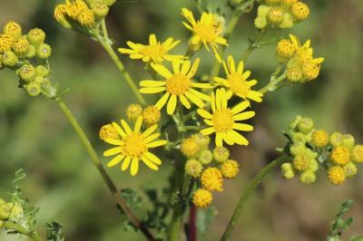 Jacobaea vulgaris