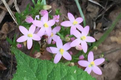 Centaurium erythraea