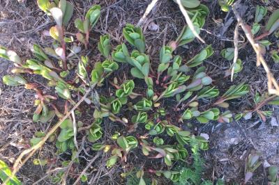 Portulaca oleracea