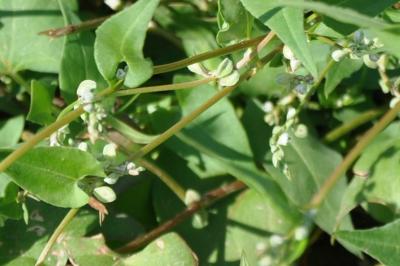 Fallopia convolvulus