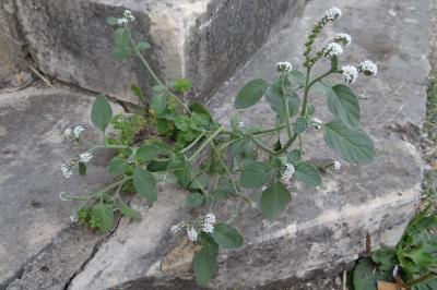 Heliotropium europaeum