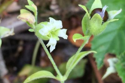Silene baccifera