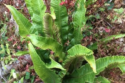 Asplenium scolopendrium