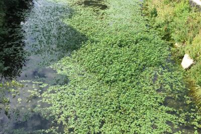 Ludwigia peploides