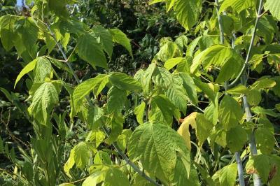 Acer negundo