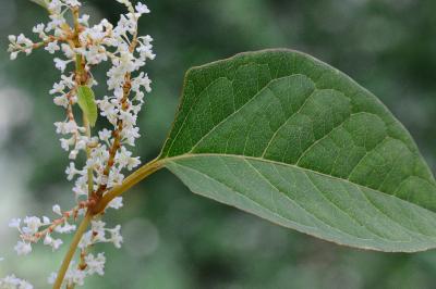 Reynoutria japonica