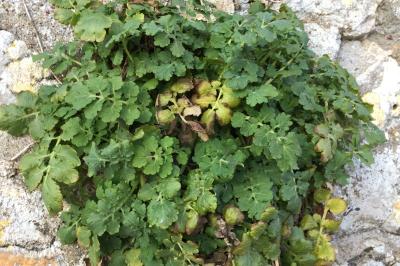 Chelidonium majus
