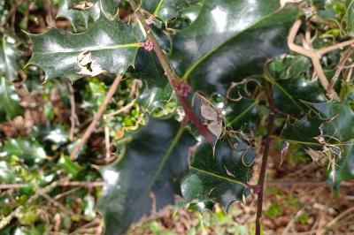 Ilex aquifolium