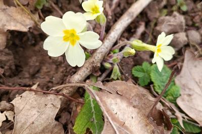 Primula vulgaris