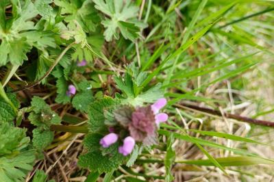 Lamium purpureum