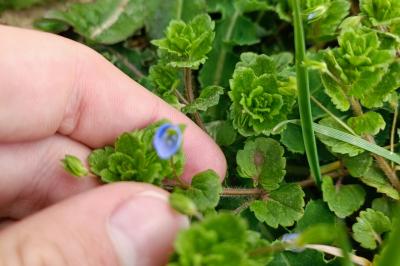 Veronica arvensis