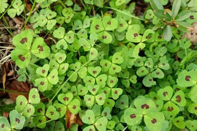 Medicago arabica