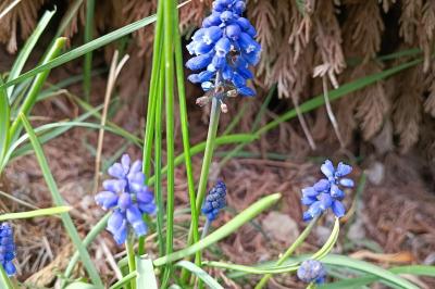 Muscari neglectum