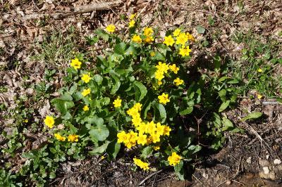 Caltha palustris