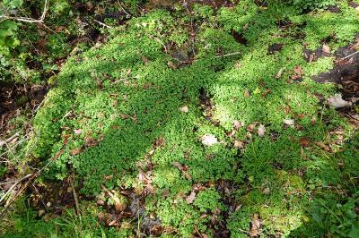 Chrysosplenium oppositifolium