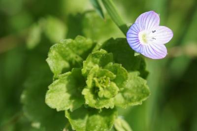 Veronica persica