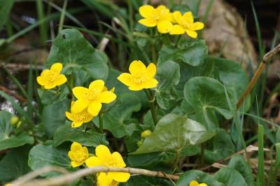 Caltha palustris