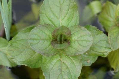 Mentha aquatica