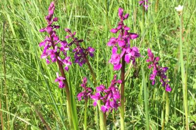 Orchis mascula