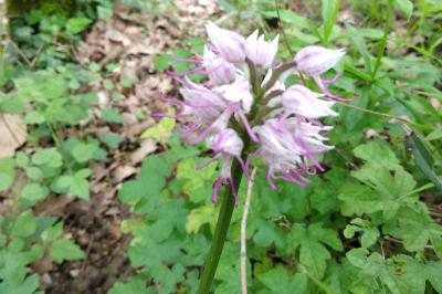 Orchis simia