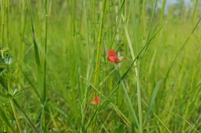 Lathyrus sphaericus