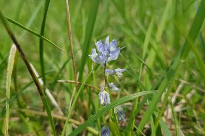 Polygala calcarea