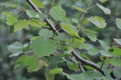 Populus tremula
