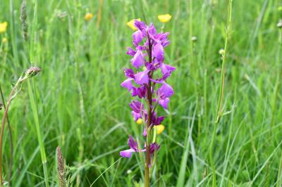 Anacamptis x alata