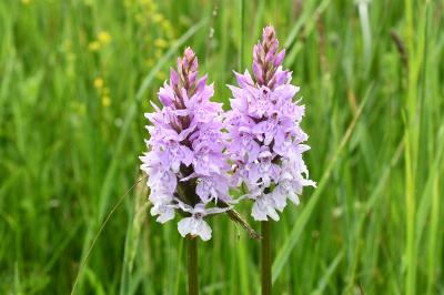 Dactylorhiza fuchsii