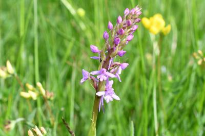 Gymnadenia conopsea