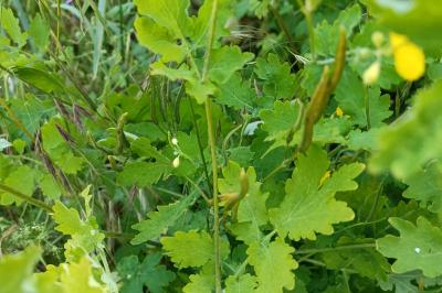 Chelidonium majus