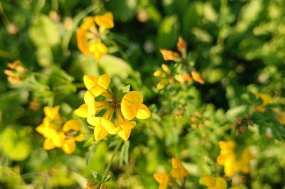 Hippocrepis comosa