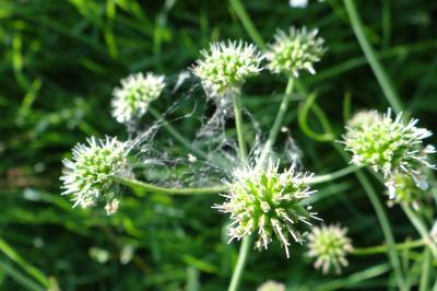Oenanthe peucedanifolia