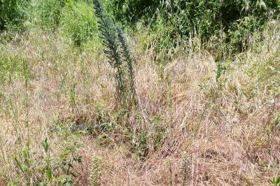 Echium vulgare
