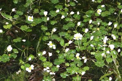 Ranunculus peltatus